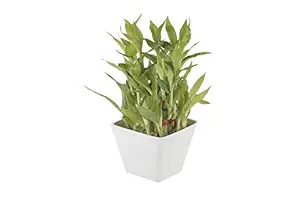 Ferns N Petals 3 Layer Lucky Bamboo Plant Live Indoor White Plastic Pot 3 X 3 Inches