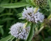 gemischtes Pflanzensortiment mit 25 Pflanzen Teichpflanzen Teichpflanze Teich - 4