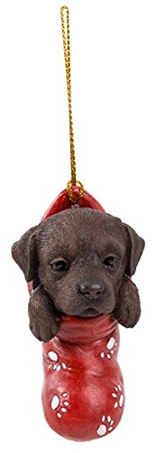 Labrador Chocolate Maschi E Femmina - Foto 2