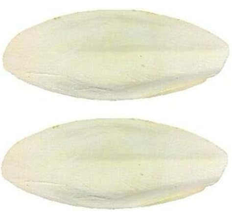 cuttlefish bone for dogs