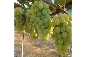 VIVAI VALTELLINA UVA FRAGOLA SENZA SEMI ALBA BIANCA, GRANO CROCCANTE, PRECOCE VASO 1 LITRI 30-40 CM
