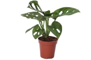 Mini Monstera DECOALIVE Planta de Interior Natural Monstera Obliqua