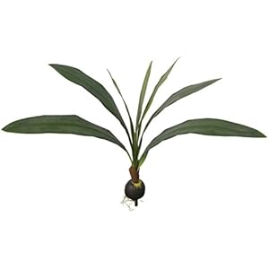 Namiba Terra 5876 Palmsprößling mit Nuss und Wurzeln, Polyster, 35 cm