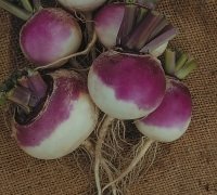 Turnip - Veitches Red Globe - 3000 Seeds