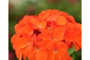 Just Seed - Flower - Geranium - Sprint Orange F2 - 10 Seed