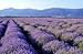 Alteya Organic Bulgarian Flower Water Spray 100 ml - Lavender (Lavandula angustifolia) - Antiseptic