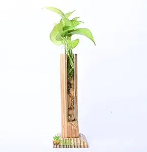 Pots & Plants Glass Tube Table Top Planter with Wooden Stand Hydroponic Planter for Home Decor Tabletop Glass Terrarium Wooden Stand Perfect for Propagating Hydroponic Plants Home Garden Office Decoration Perfect Gift