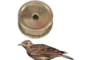 globe fishing richiami Uccelli fischi fischio richiamo tordo allodola Cesena Merlo Germano pavoncella Cornacchia (13 allodola)