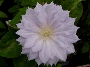 Clematis ‚Duchess of ‚Edinburgh‘ – Winterharte Schlingpflanze - 2