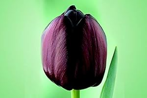Cottage Garden Bulbs: 25 x"Queen of The Night" Black Tulip Bulbs - Late Spring Flowering - Free UK P & P