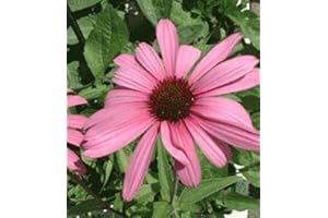 HORTIFLOR BUREAU Rudbeckia purpurea - Echinacea purpurea (lot de 3 pieds)
