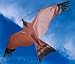 Produktbild Hawk Single Line Bird Of Prey Kite by Spirit Of Air