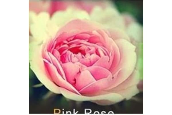les colis noirs lcn Lot de 20 Graine Rose Rosier Rose