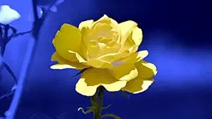 ISEE 360 Gardening Yellow Flower Wall Laminated Posters for Home Living Kids Study Bed Room Kitchen Office Decor Stylish Printed Wall Poster 300 GSM L X H 18 X 10 Inches