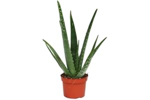BRYNCIR GARDEN CENTRE Fantastic Delightful Aloe Vera Plant Excellent Healing Benefit - Aloe Vera Plant