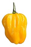  10 x Habanero Yellow Semillas