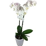 Weiße Orchidee - Echte Orchidee inklusive Keramik Übertopf - Orchideen Rosenbote