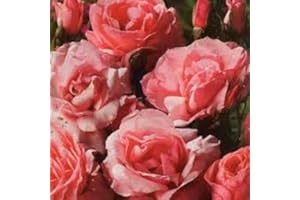 BRYNCIR GARDEN CENTRE Rose Bush Marion, Garden Plants & Flowers