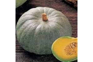 GHINO DI TACCO SEMI ZUCCA BERETTA PIACENTINA