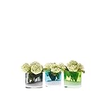 Chive Erba cipollina in Vetro, Colori Assortiti, Set di 3 vasi Londonette