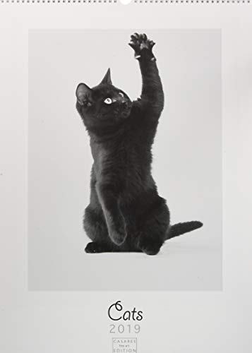 Cats 2019 L 42x59cm