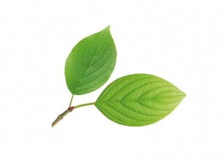 Silikonstempel / Veiner & Ausstecher Set – universell Blatt - 2