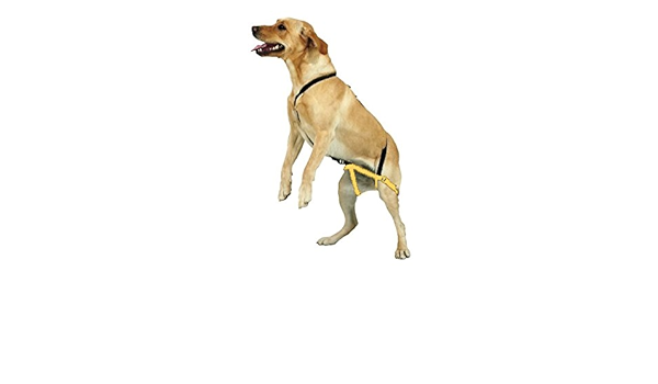 jump dog harness instructions