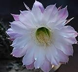 Un completamente nuevo Cactus Flores 100 de partículas de Semillas/Planta del Cactus Bolsa de Semillas de Plantas Raras follaje jardín mágico y Inicio Semillas Flora 4