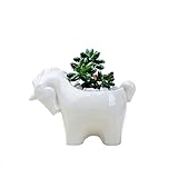 maceta unicornio con flores ❀Ideal para almacenar pequeñas flores, suculentas, hierbas y cactus.