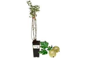 P. Piantine da Orto | UVA Spina Bianca, Vaso da 2L, Pianta Pronta per Il Trapianto, Pianta Vera da Orto, da Balcone e da Esterno, Vivaio Italiano