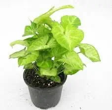 valencia syngonium Green Plant