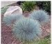 Produktbild 100 BLUE SHEEPS FESCUE GRASS Fesnea Ovina Glauca Aestivum Seeds by Seedville