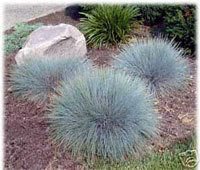 Preisvergleich Produktbild 100 BLUE SHEEPS FESCUE GRASS Fesnea Ovina Glauca Aestivum Seeds by Seedville