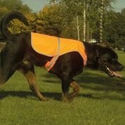 Yoko-YK180-Hi-vis-dogs-vest-HVDW15-Personalised-or-Plain