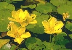 Fringed waterlily, yellow floating heart - 2 plants, each in a 0.5 L pot (Set of 2)