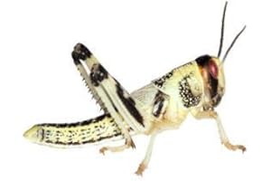 Feeders & More - Heuschrecken - Wüstenheuschrecken MITTEL - 50 Stück - Lebendfutter Insekten Wuestenheuschrecken - Futter für Reptilien, Bartagamen und Amphibien - Futterinsekten & Haustierfutter