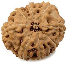 BuyRudraksha Indonesian Aath Mukhi / Eight Faced Rudraksha Beads