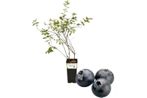 P. Piantine da Orto | Mirtillo Nero Gigante Tardivo, Vaso da 2L, Pianta Pronta per Il Trapianto, Pianta Vera da Orto, da Balcone e da Esterno, Vivaio Italiano