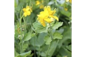 HORTIFLOR BUREAU Chelidoine majus - Herbe à verrues (lot de 3 pieds)