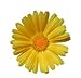 Organic Calendula Oil - 100ml