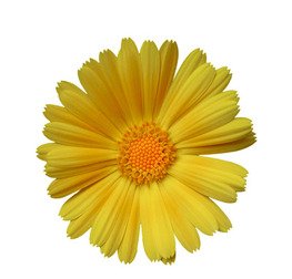 Organic Calendula Oil - 100ml