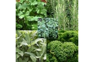 12 Mixed Herbs Plug Plants, 2 of Each Variety Sent. Plug Plants, Culinary Garden Herbs by park farm plants