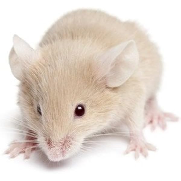 pet stores that sell frozen mice near me