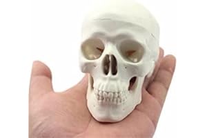 Mike-Dental Mini modèle anatomique de tête de mort humaine