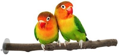 Soul Friend Natural Wood Perch Stands Toy for Bird Parrot Macaw African Greys Budgies Parakeet Cockatiels Conure Small Animal