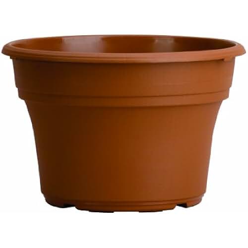 Amazon.co.uk 6 inch clay pots
