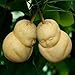 Produktbild Farmerly 20Pcs Rare Ginseng Fruit Seeds Pear Need A Case Around