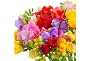 Sendabunch Mixed Guernsey Freesias Bouquet – 25 Hand-Picked Channel Island Stems with 8-Day Freshness Guarantee – Free Flower Care eBook – Perfect for Birthdays & Anniversaries