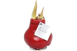UNSERE-GAERTNEREI-MUELLER Waxz® Amaryllis Zwiebel gewachst, (Hippeastrum Hybride), rotblühend,keine Pflege nötig, (Bordeaux)
