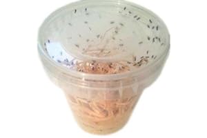 FEEDERS & MORE 1 Dose Drosophila klein Fruchtfliegen Zuchtansatz 500ml praktisch verpackt, Futterinsekten Futtertiere 1L/6,98EUR
